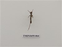 藏品(直翅目(3))的圖片